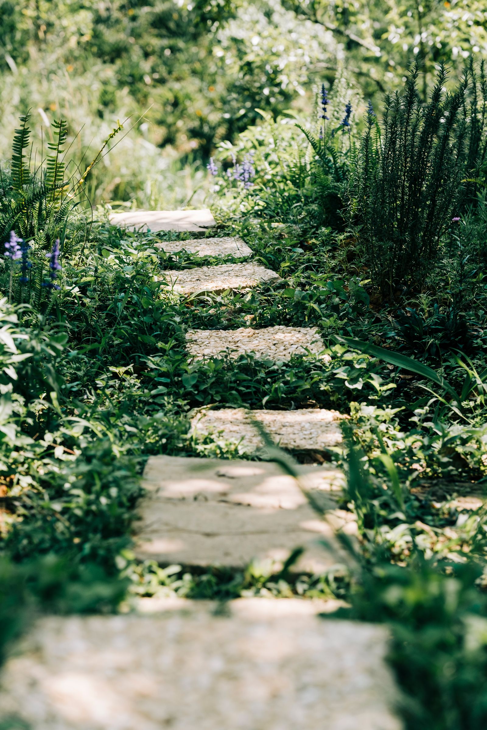 Sunlit stone pathway through a garden