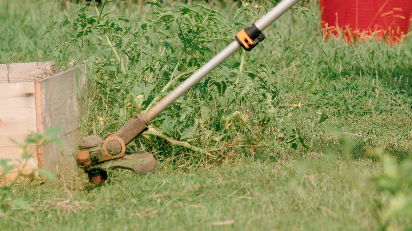 A string trimmer cutting weeds along the edge of a raised garden bed.