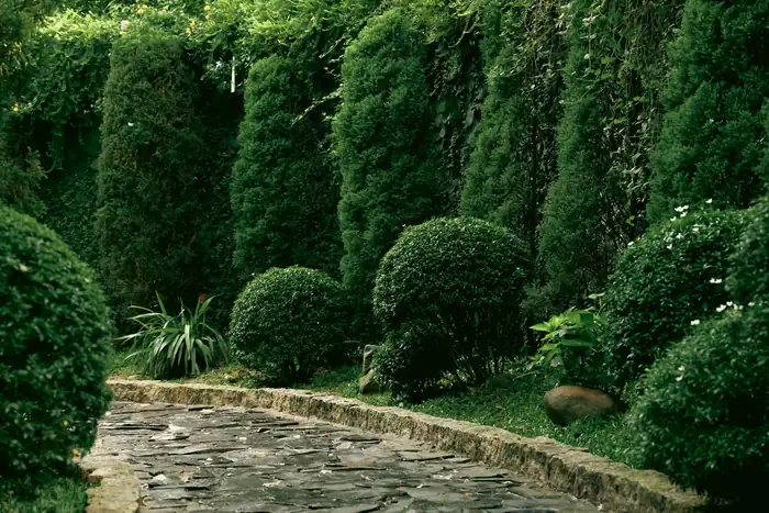 Stone path curving between clipped shrubs and a row of tall cedars