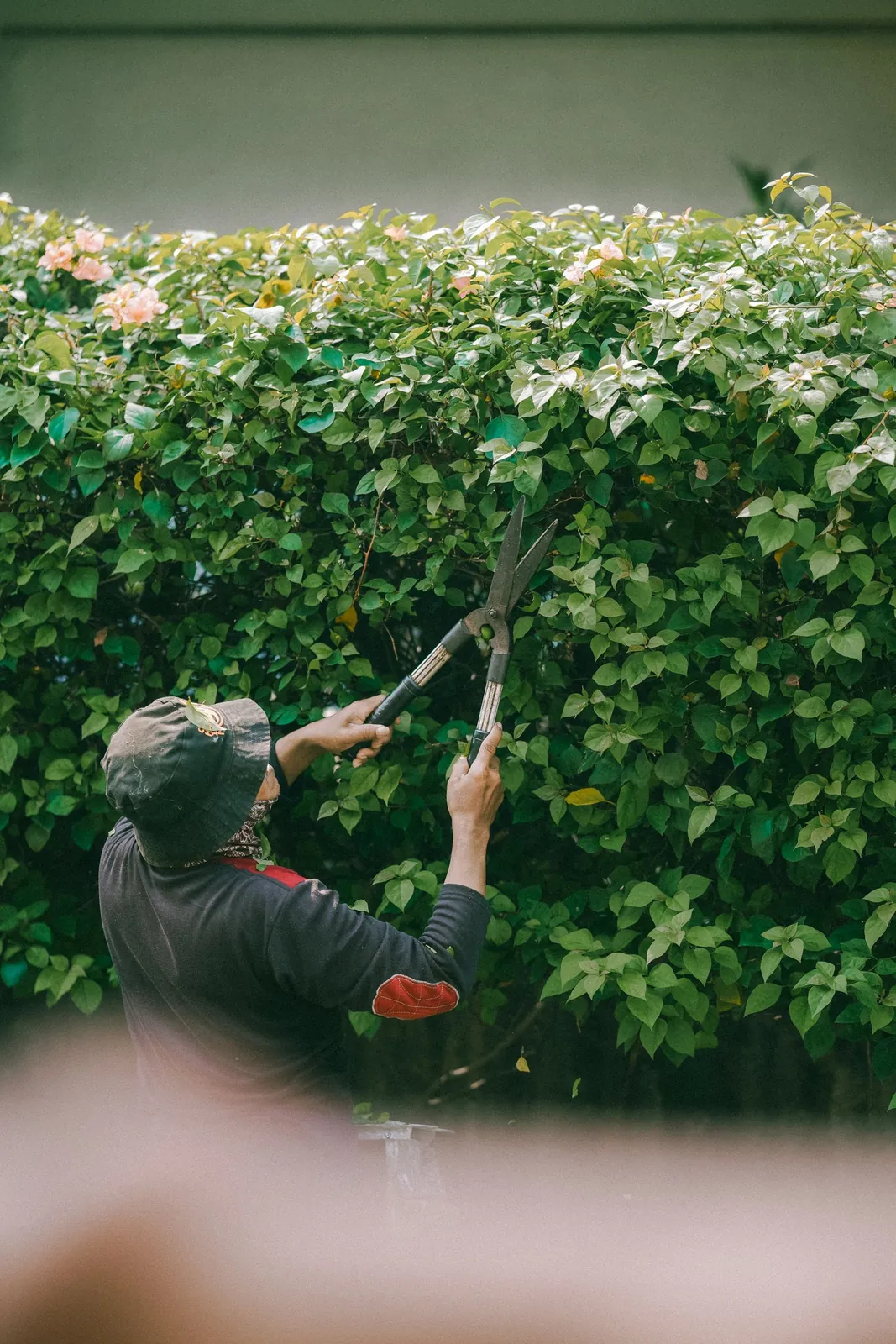 Gardener carefully trimming a tall hedge