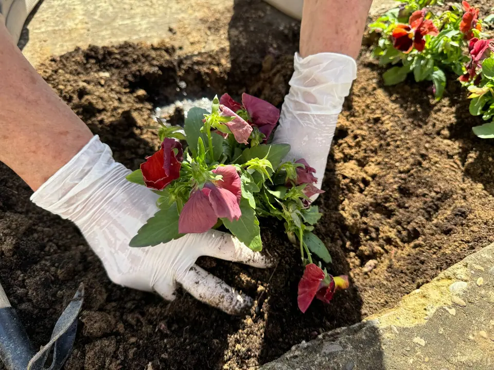 Gloved hands setting flowering plants into dark soil