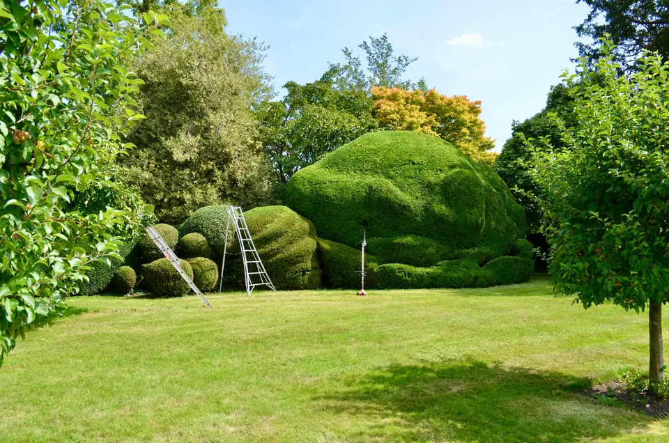 Rounded clipped hedges in a large garden with ladders set against them
